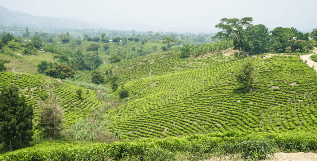 land search in uganda 